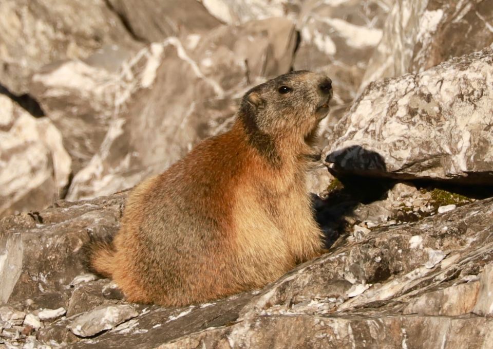 Marmots, all over the hillside once the snow has gone.