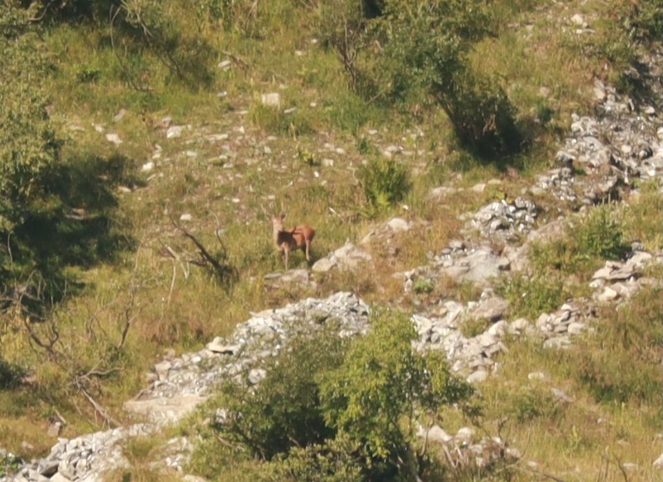 Chamois and deer on the slopes above the hamlet.